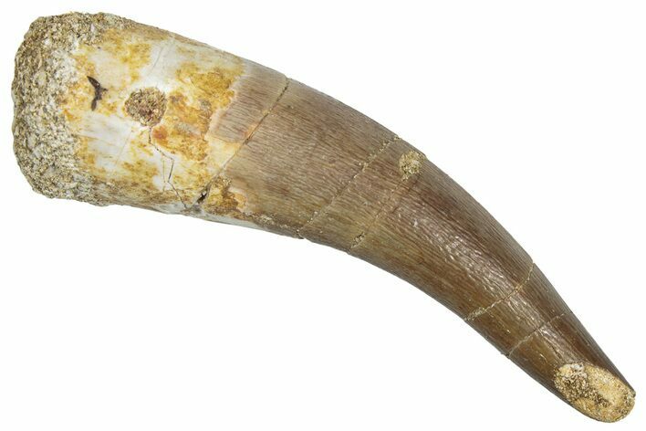 Fossil Plesiosaur (Zarafasaura) Tooth - Morocco #298275